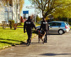 Équipe de sécurité avec maître-chien expérimenté   